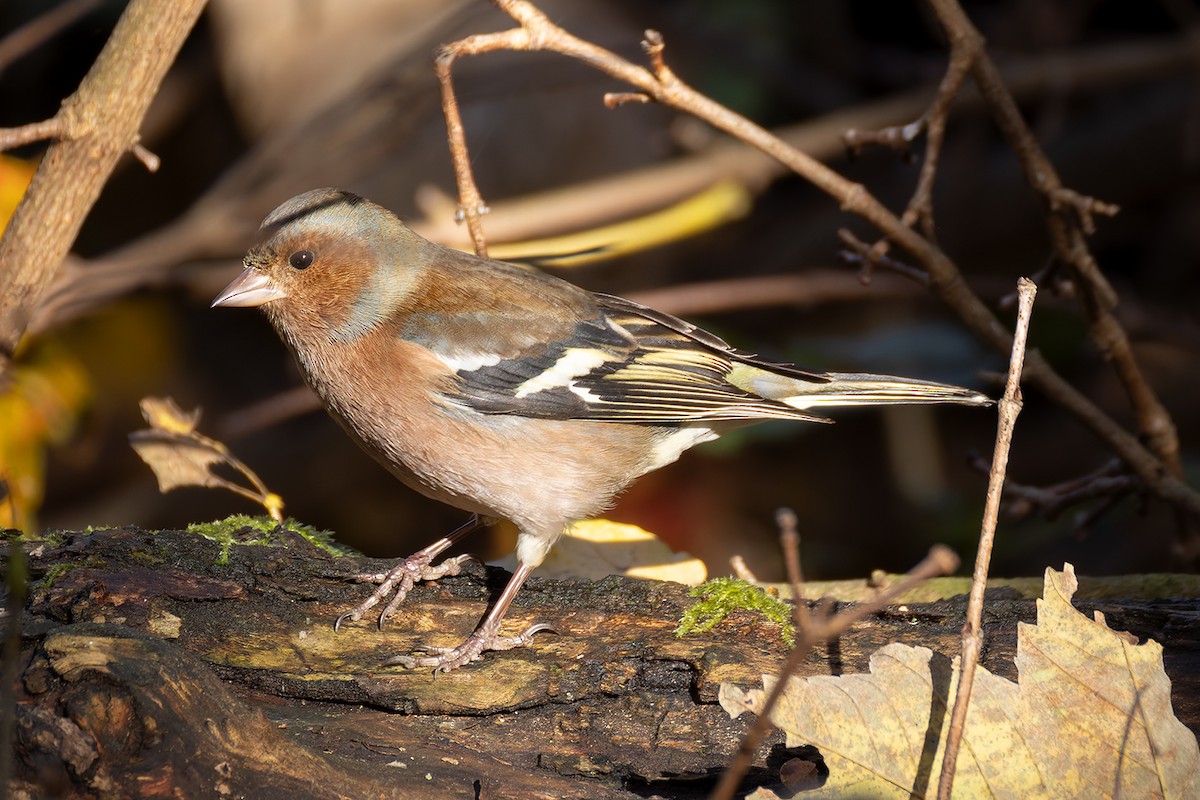 Common Chaffinch - ML645442971
