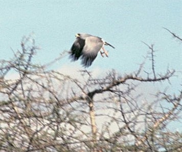 østsanghauk - ML645442973