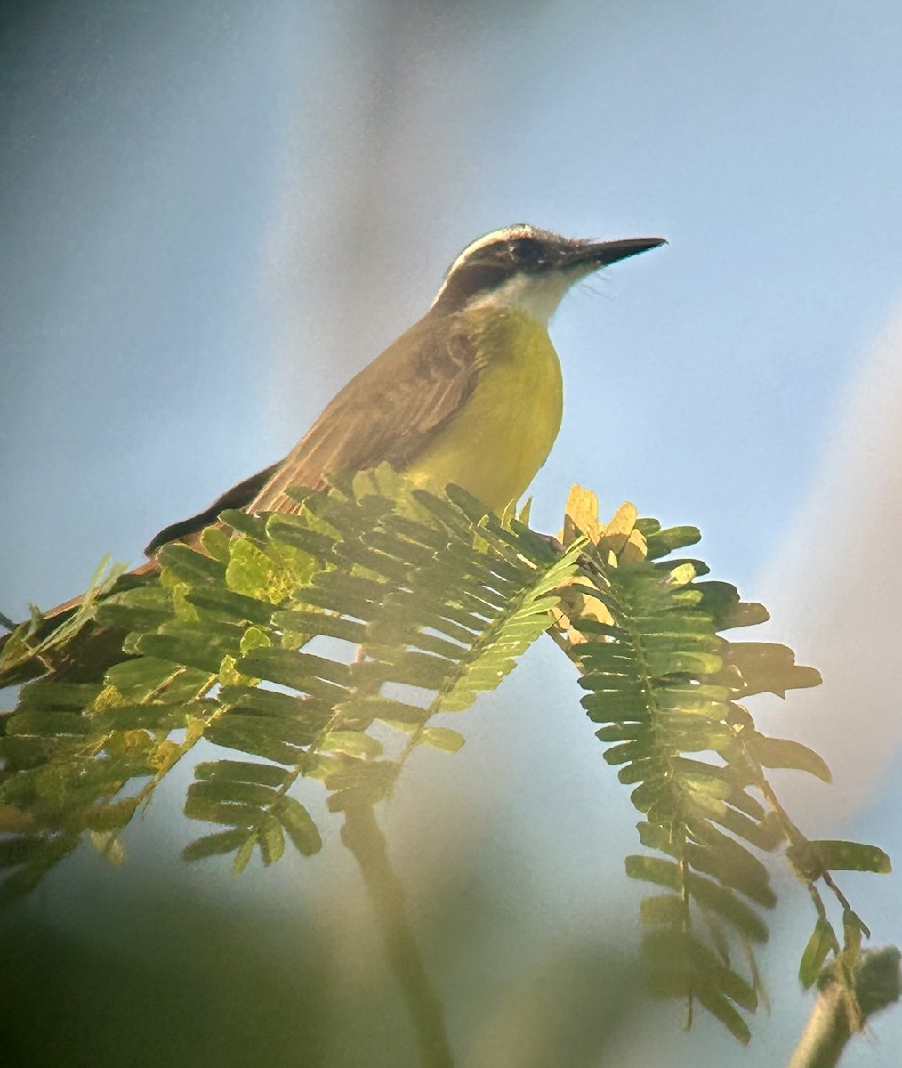 Lesser Kiskadee - ML645442987