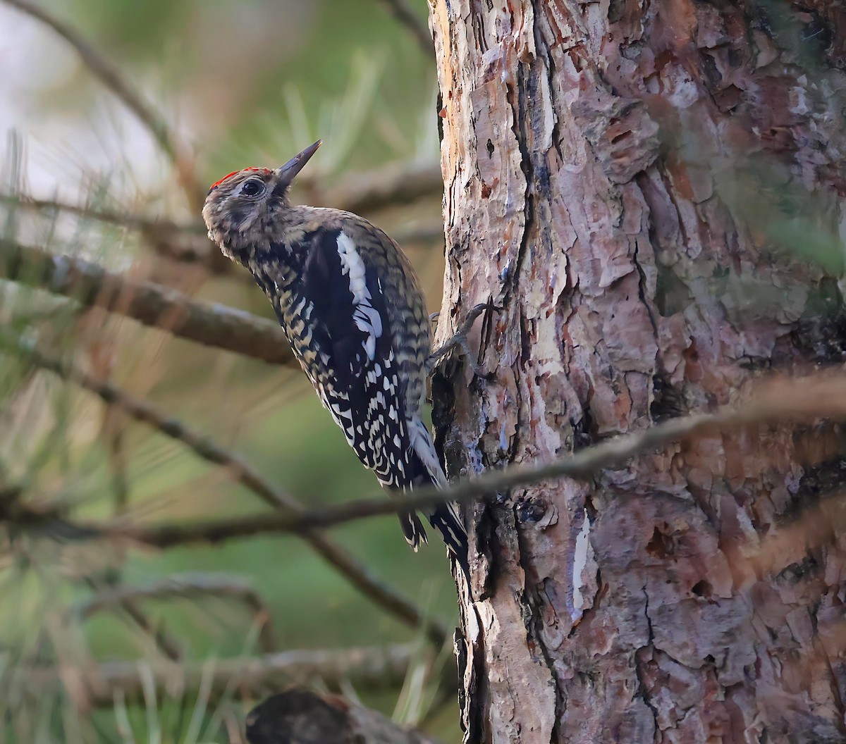 Yellow-bellied Sapsucker - ML645442988