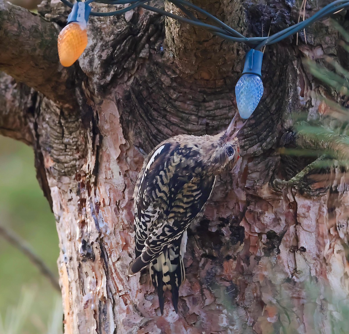 Yellow-bellied Sapsucker - ML645442989