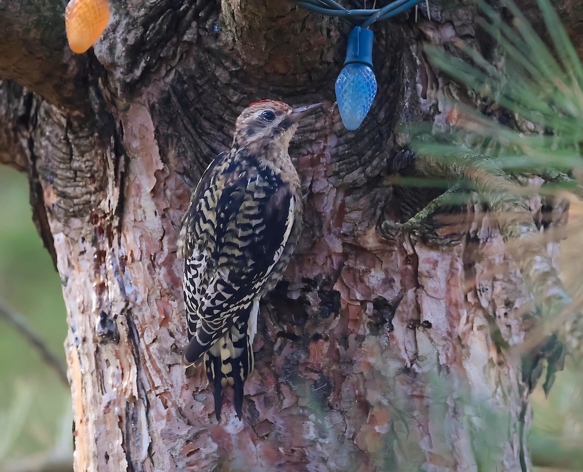 Yellow-bellied Sapsucker - ML645442990
