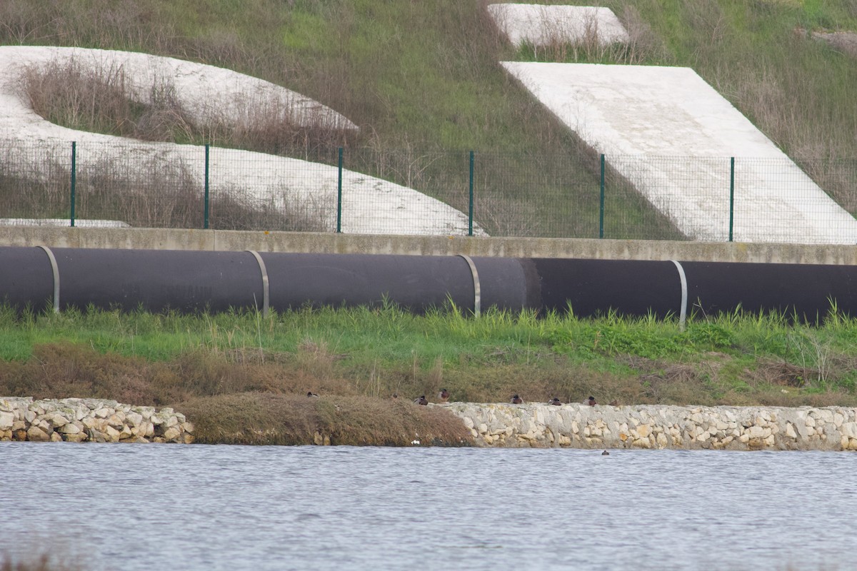 Mallard - ML645443001