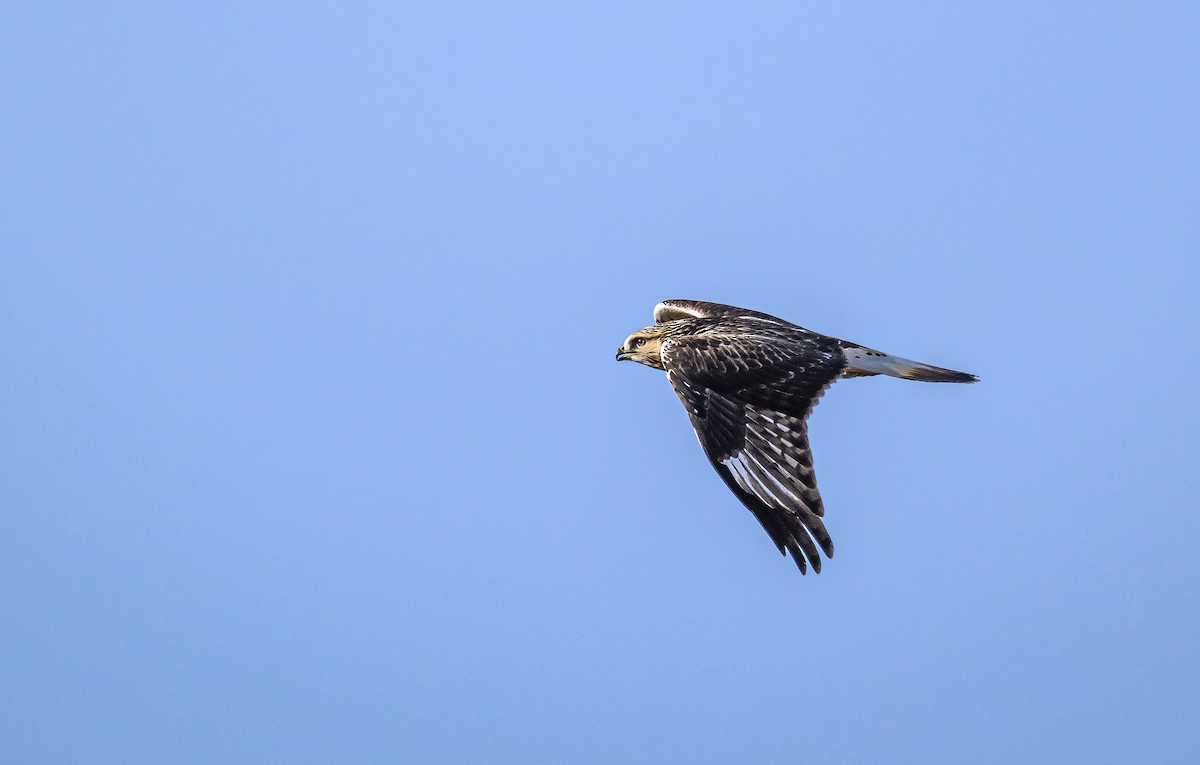 Rough-legged Hawk - ML645443017