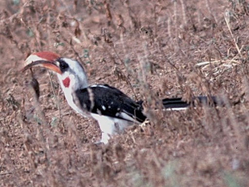 savannetoko - ML645443031