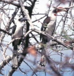 savannetoko - ML645443032