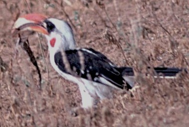 savannetoko - ML645443033