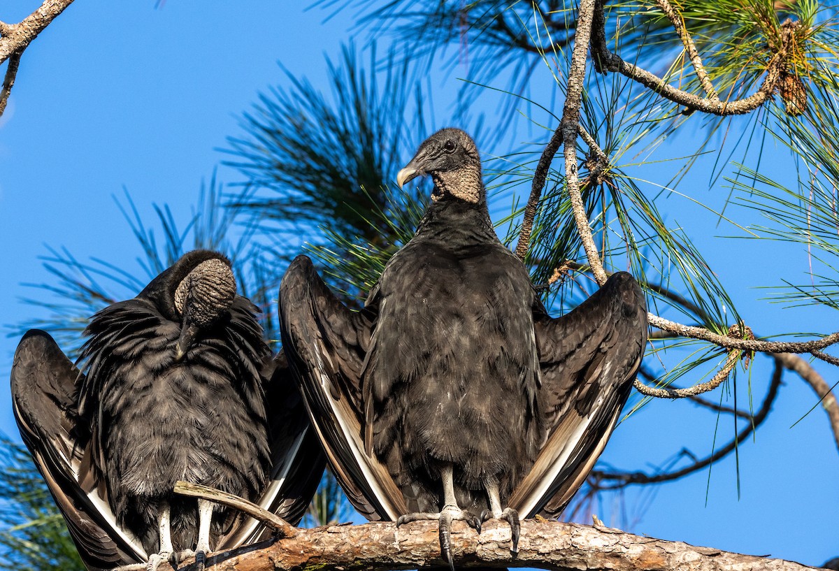Black Vulture - ML645443041