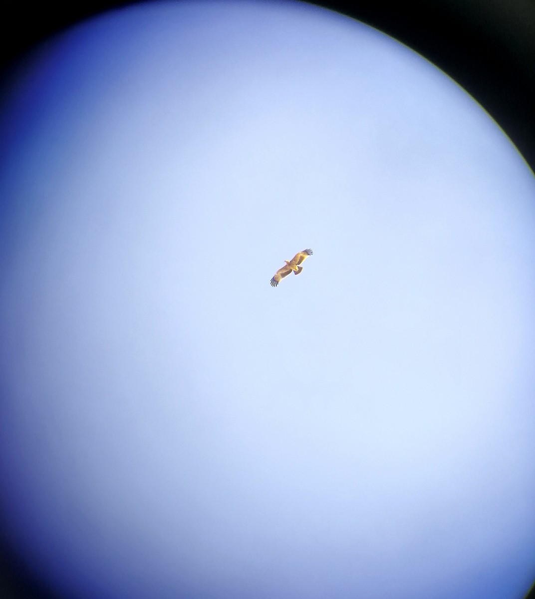 Imperial Eagle - ML645443042