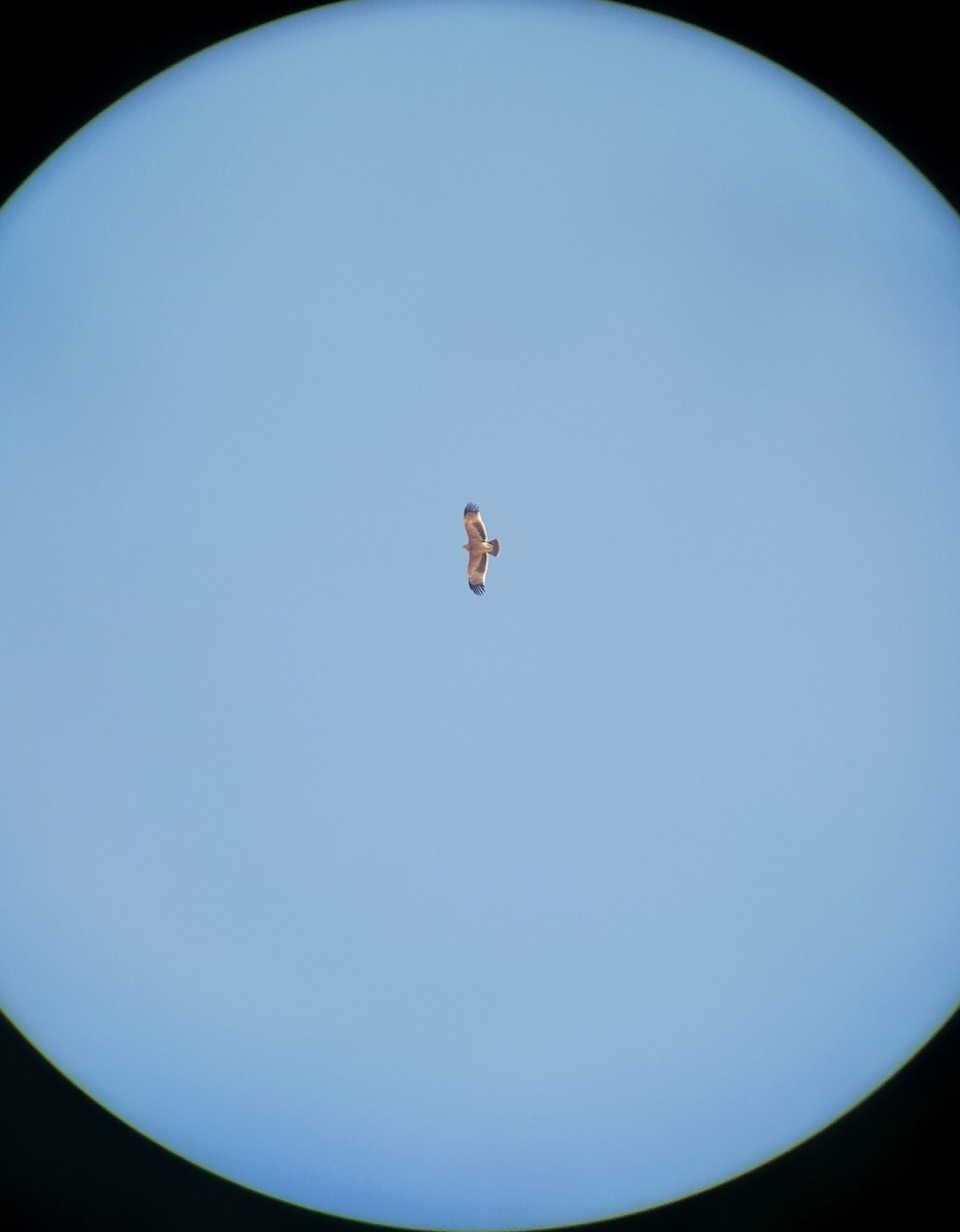 Imperial Eagle - ML645443043