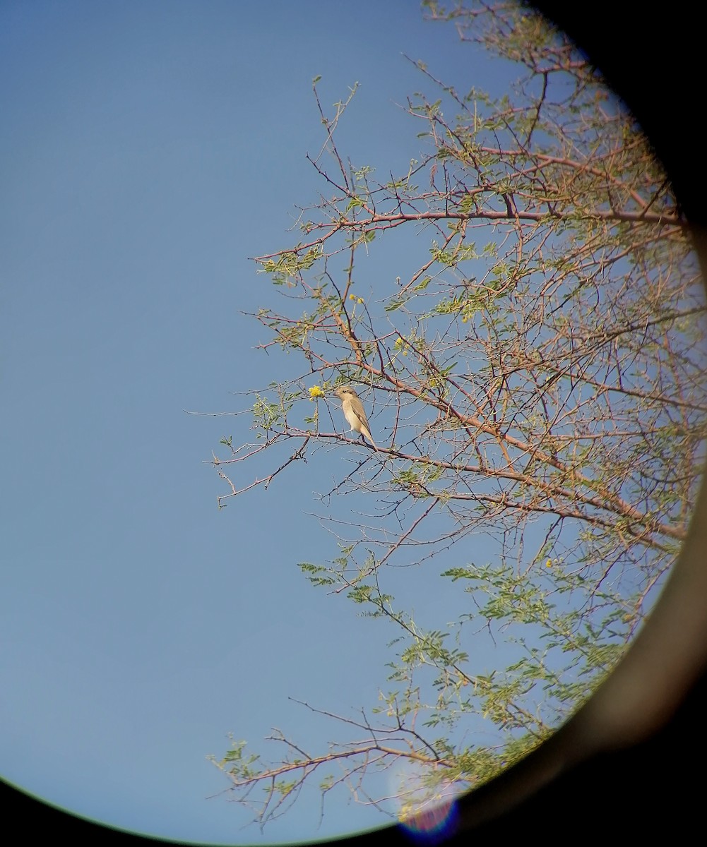 isabellavarsler - ML645443046