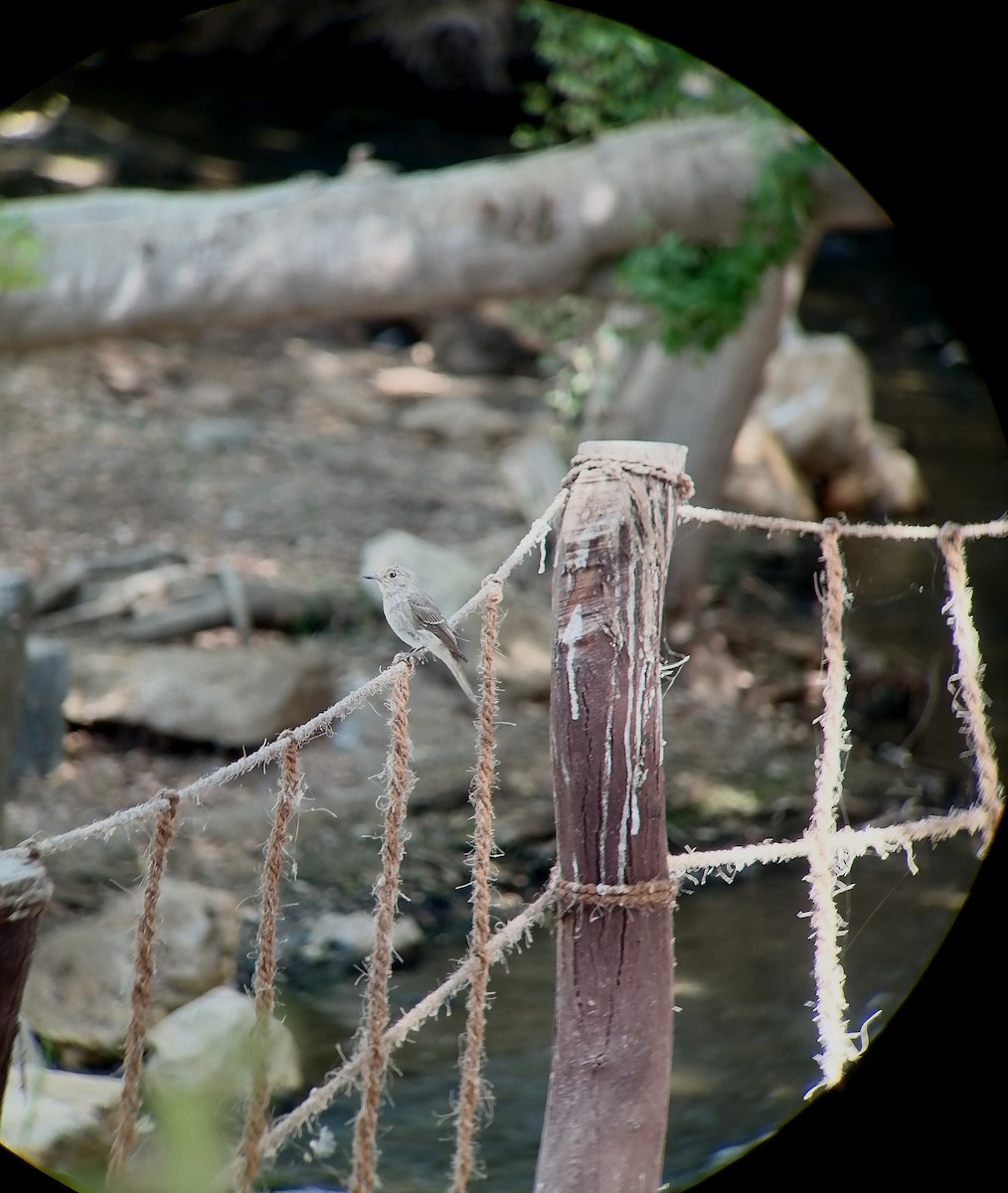 Spotted Flycatcher - ML645443057