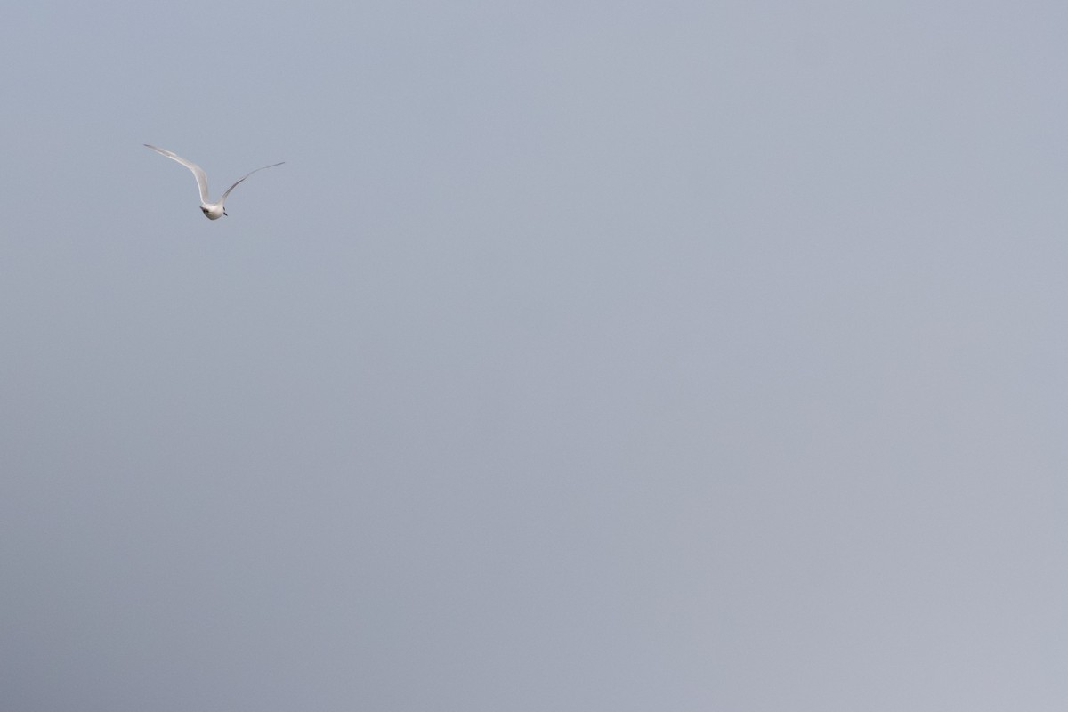 Sandwich Tern - ML645443065