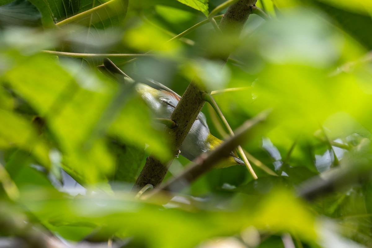 Chestnut-flanked White-eye - ML645443070