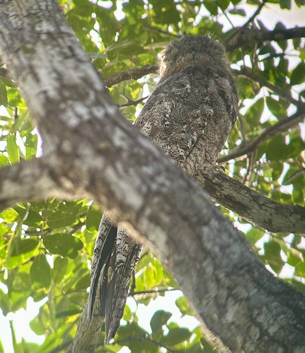 Great Potoo - ML645443071