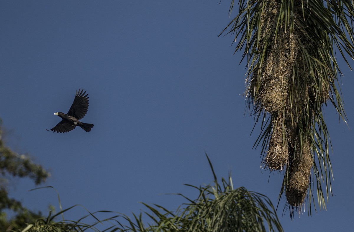 Red-rumped Cacique - ML645443073