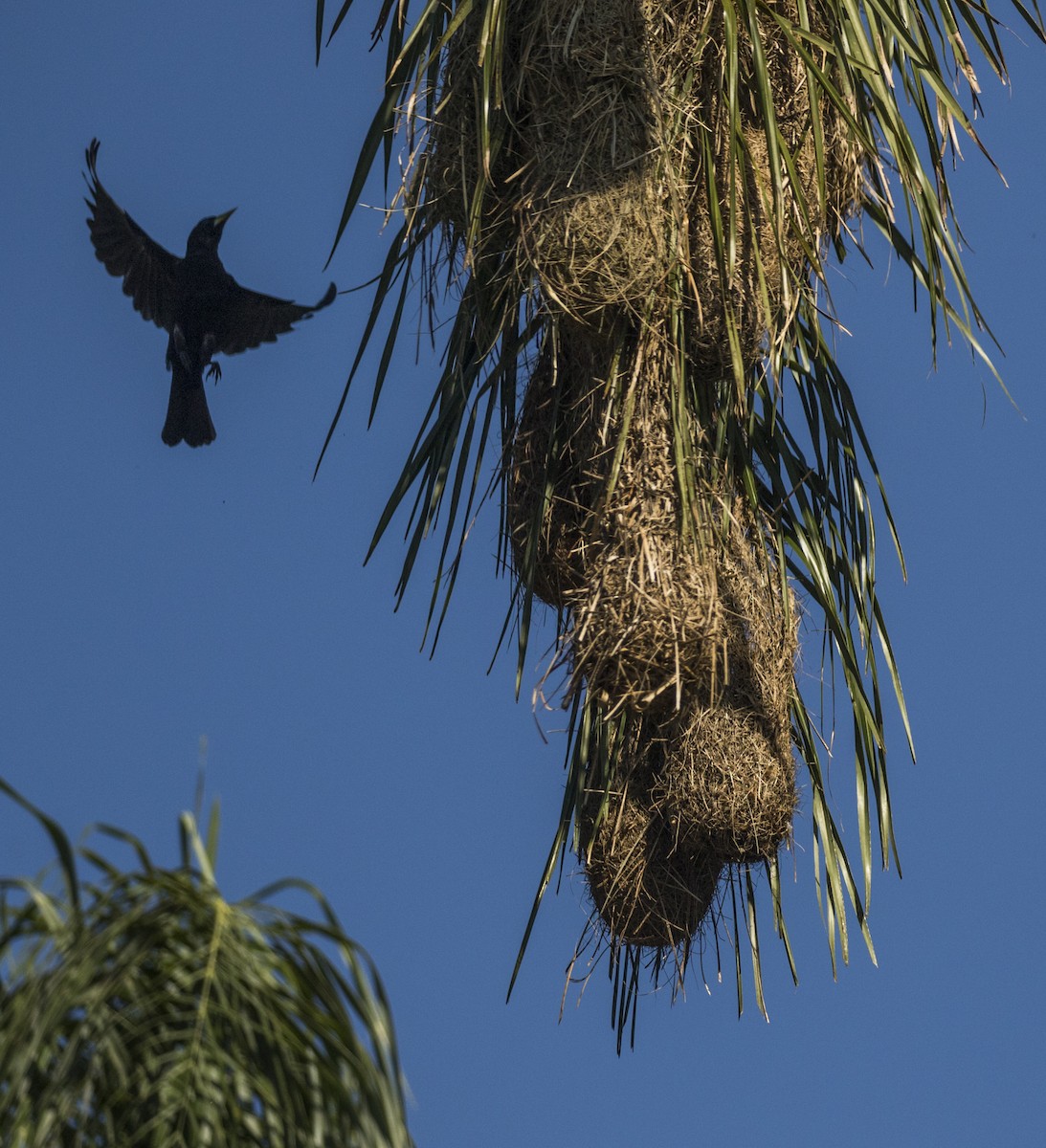 Red-rumped Cacique - ML645443075