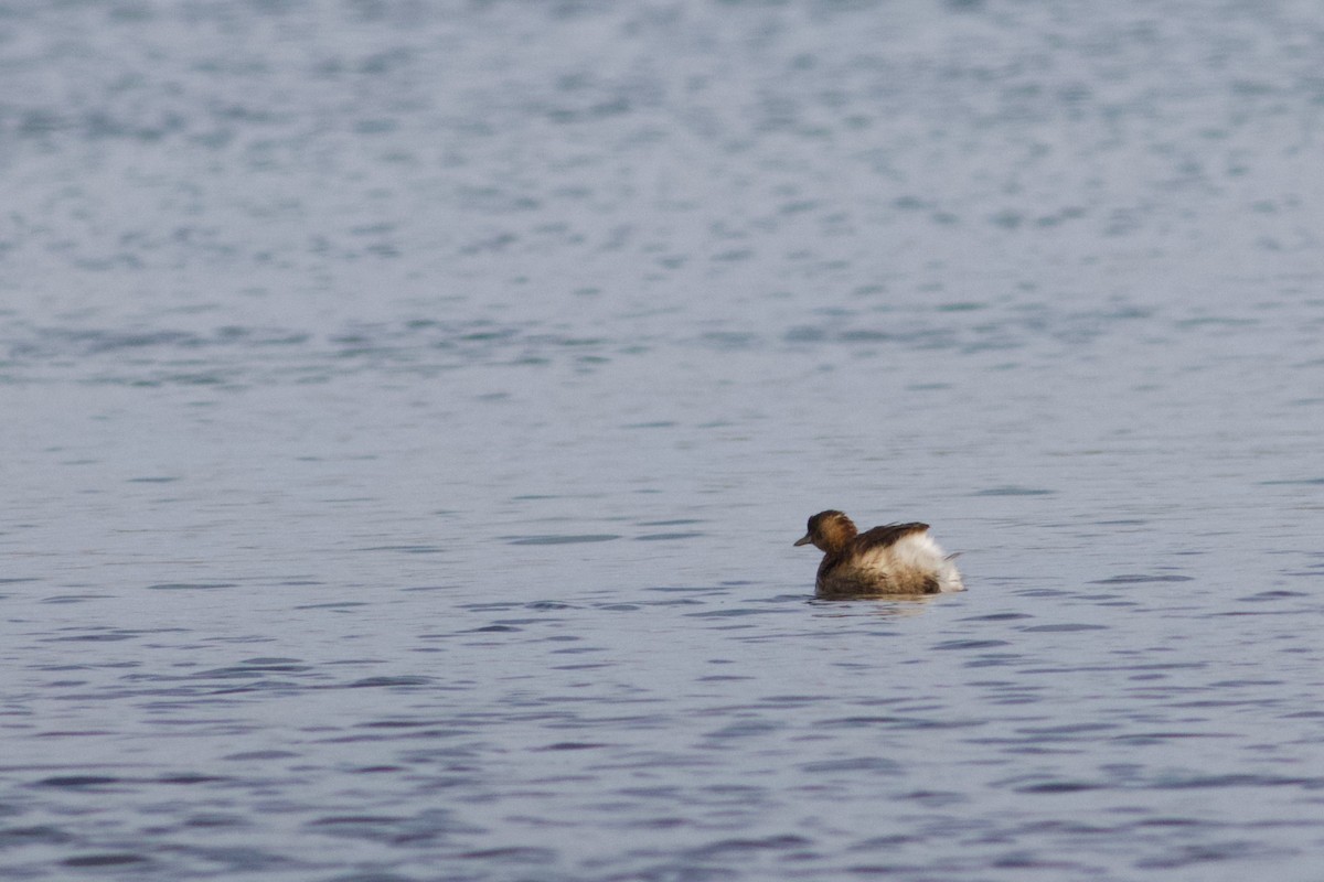 Little Grebe - ML645443076