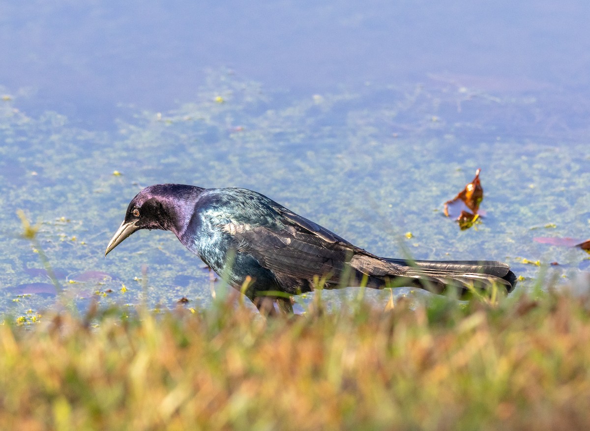 Boat-tailed Grackle - ML645443077