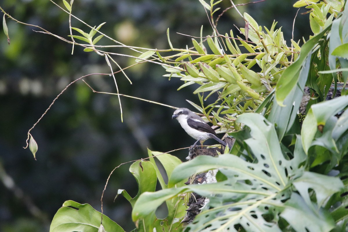 Alcaudón de Mackinnon - ML645443081