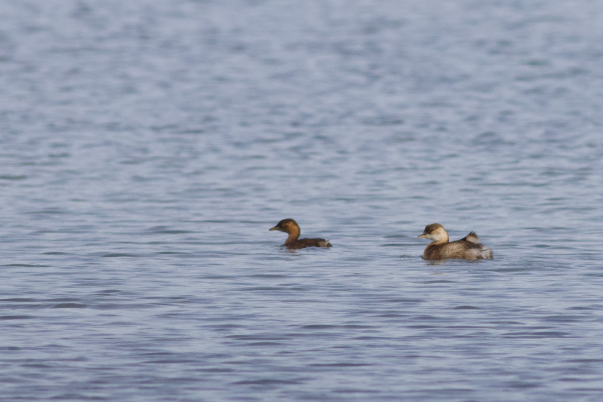 Little Grebe - ML645443082