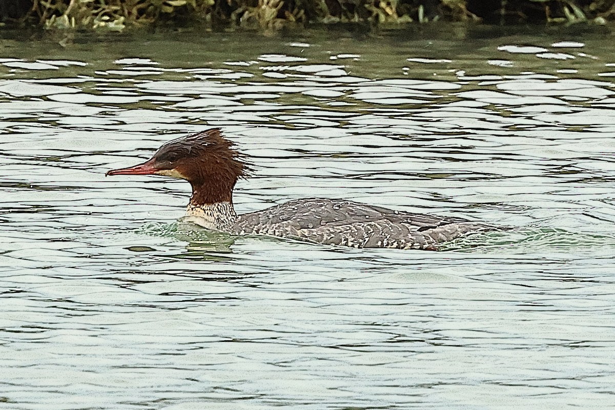 Common Merganser - ML645443088
