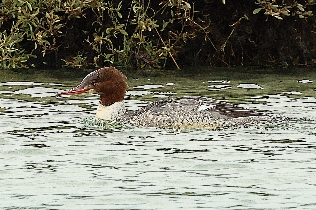 Common Merganser - ML645443089