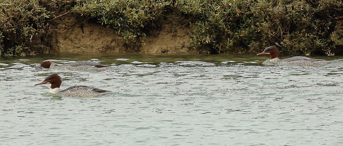 Common Merganser - ML645443090