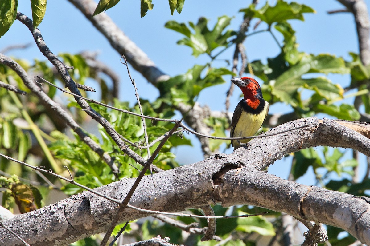 Black-collared Barbet - ML645443091