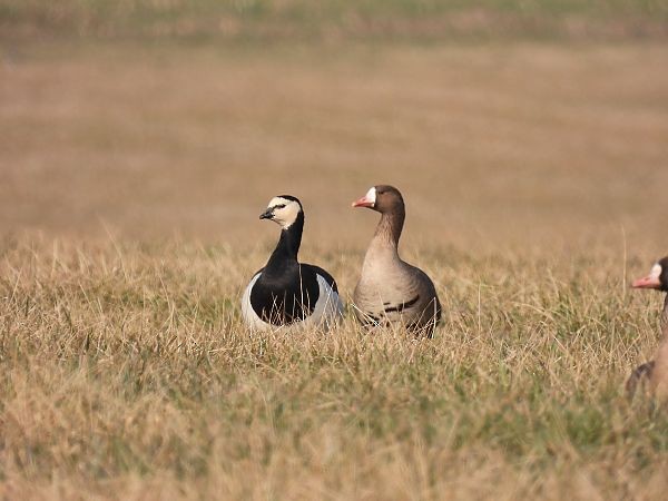 Barnacle Goose - ML645443093