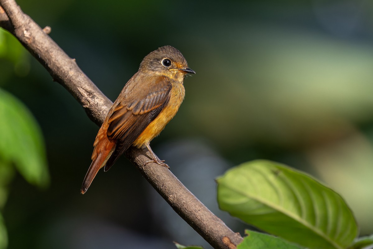Ferruginous Flycatcher - ML645443094