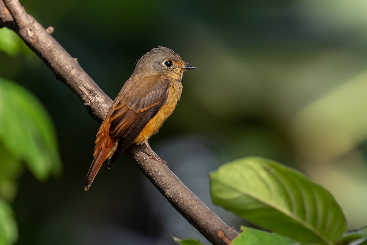 Ferruginous Flycatcher - ML645443095