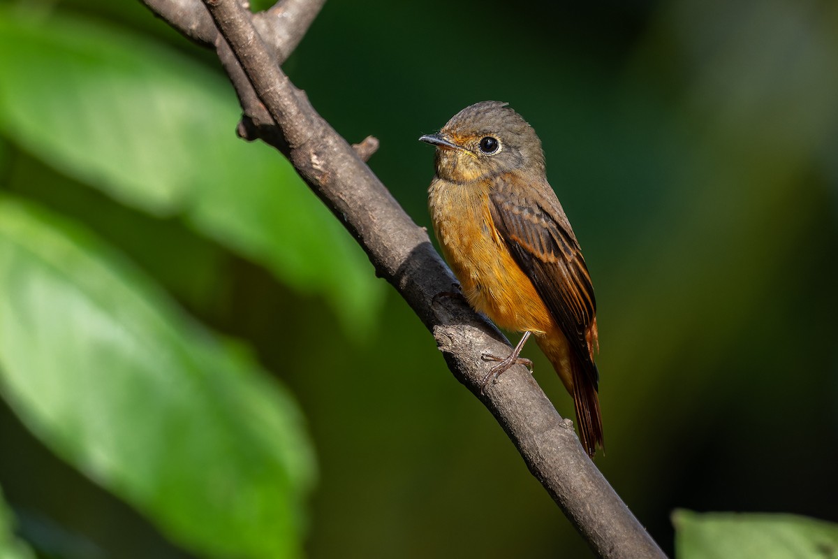 Ferruginous Flycatcher - ML645443096