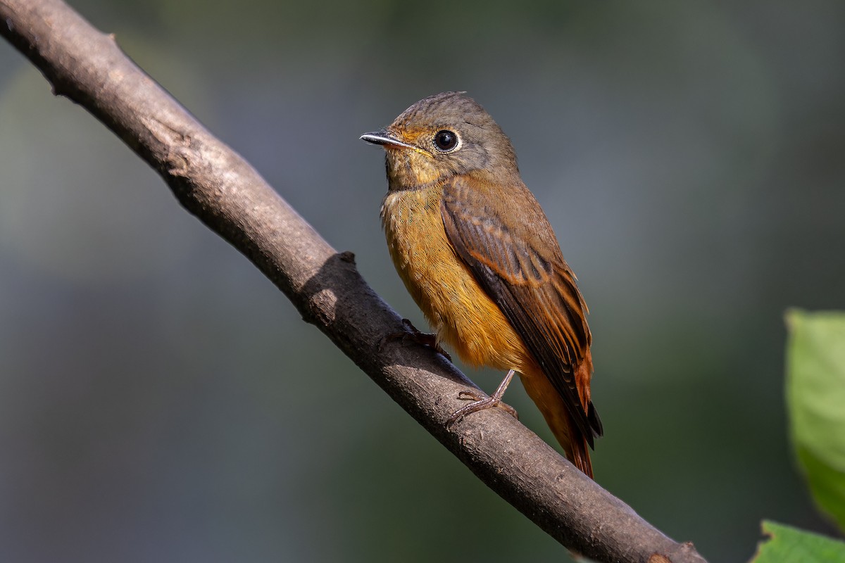 Ferruginous Flycatcher - ML645443097