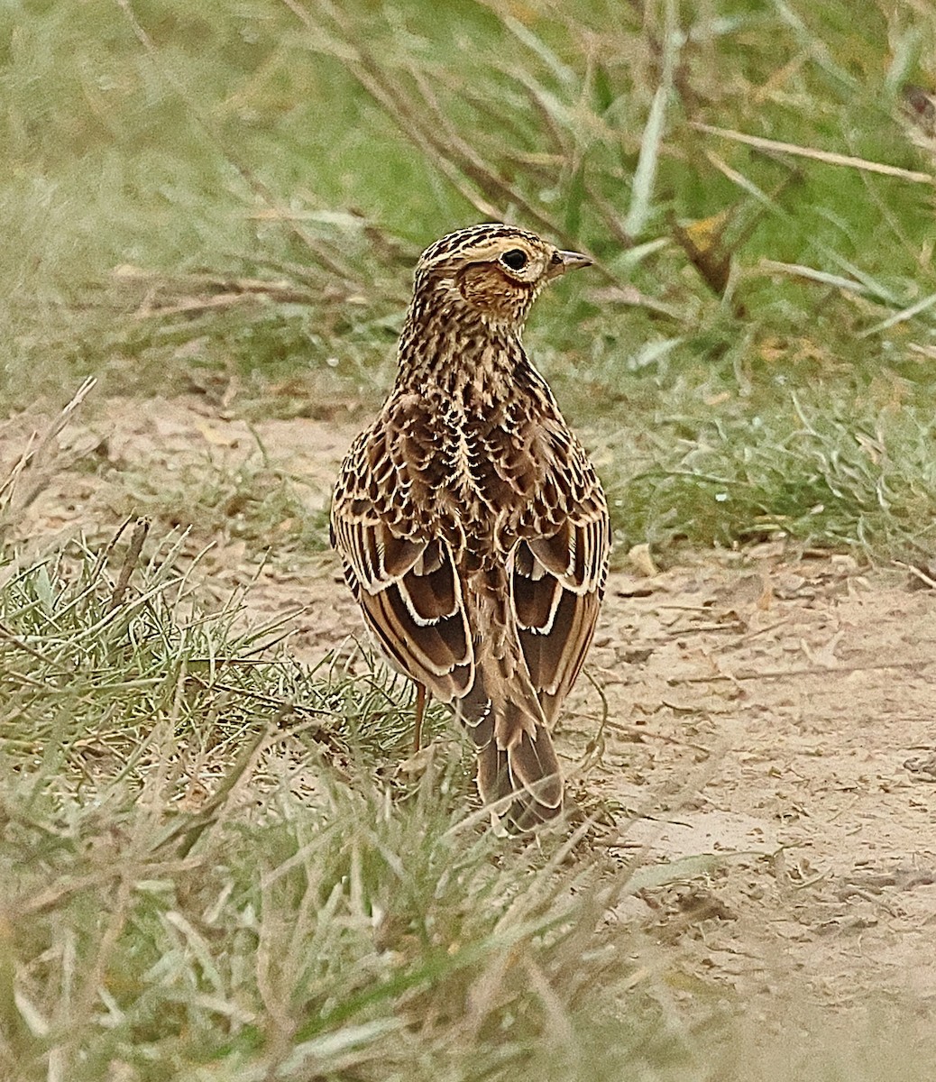 Eurasian Skylark - ML645443099