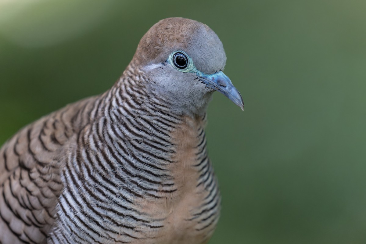 Zebra Dove - ML645443101