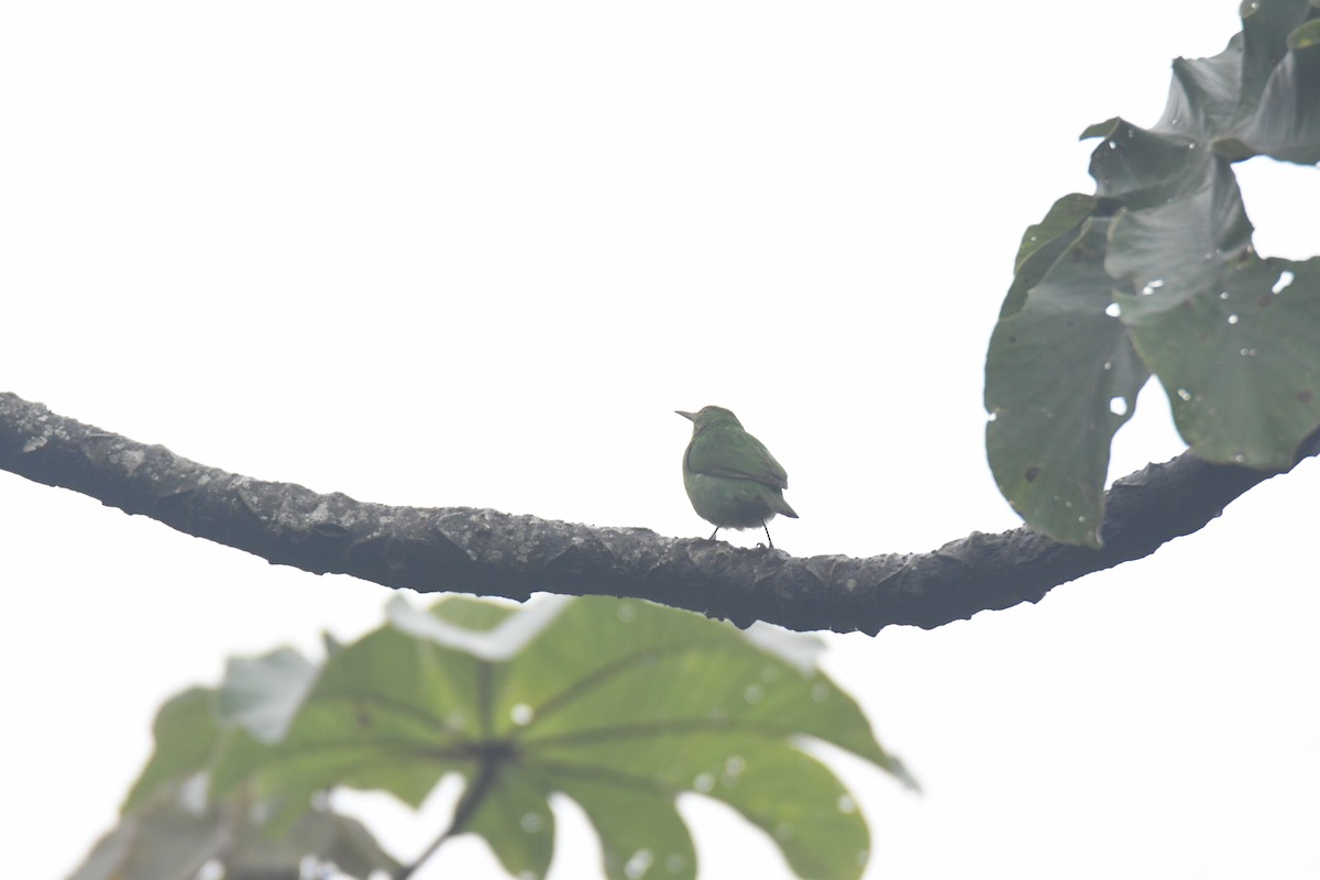 Green Honeycreeper - ML645443103