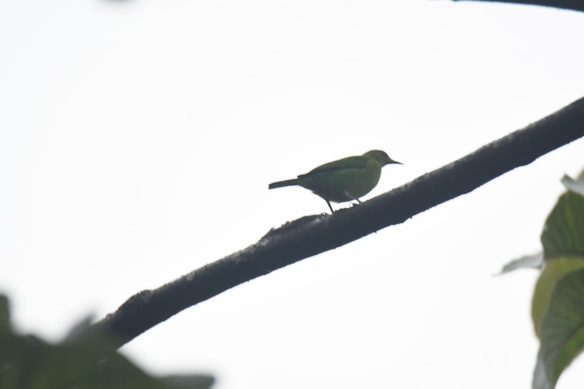 Green Honeycreeper - ML645443104