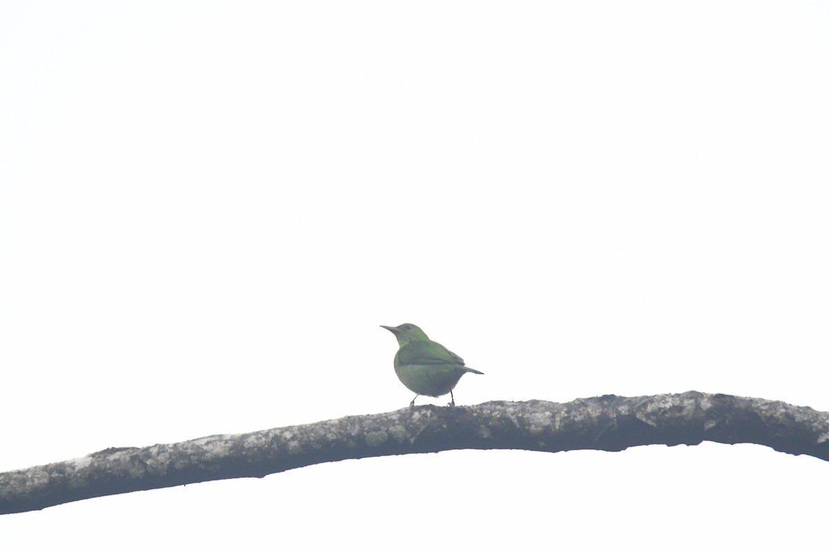 Green Honeycreeper - ML645443105