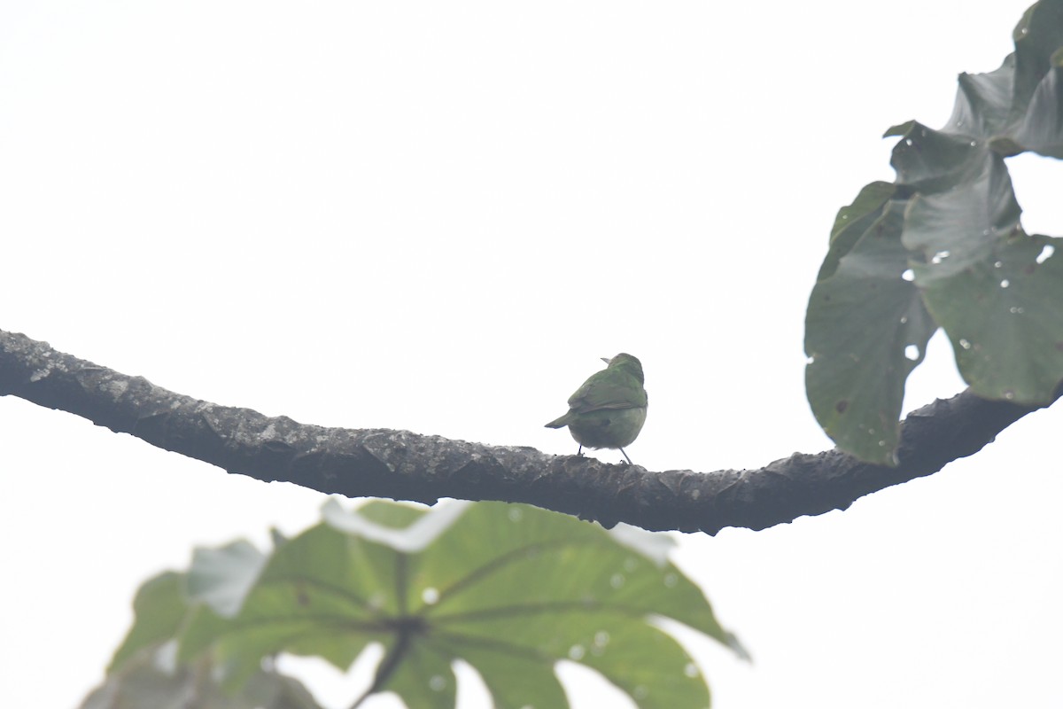 Green Honeycreeper - ML645443106