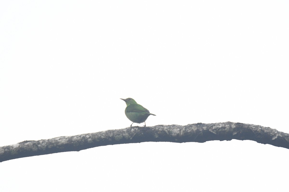 Green Honeycreeper - ML645443107