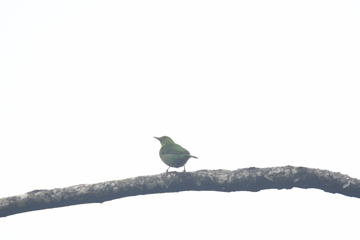 Green Honeycreeper - ML645443108
