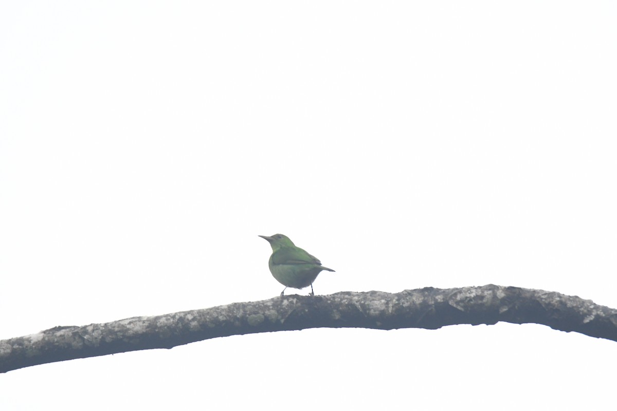 Green Honeycreeper - ML645443109