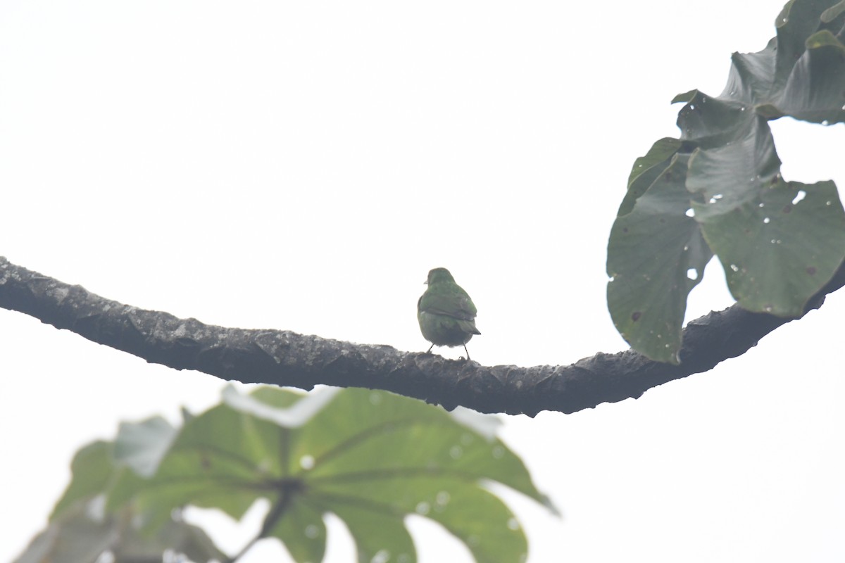 Green Honeycreeper - ML645443110