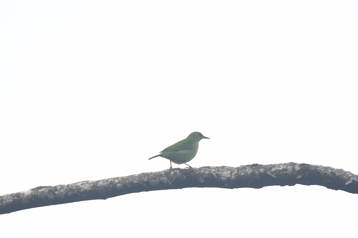 Green Honeycreeper - ML645443111