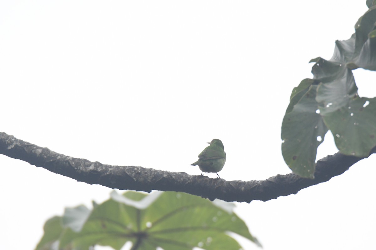 Green Honeycreeper - ML645443112