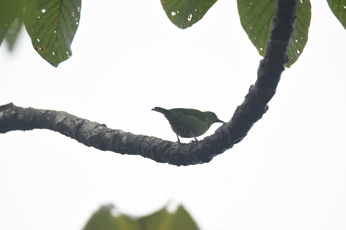 Green Honeycreeper - ML645443113