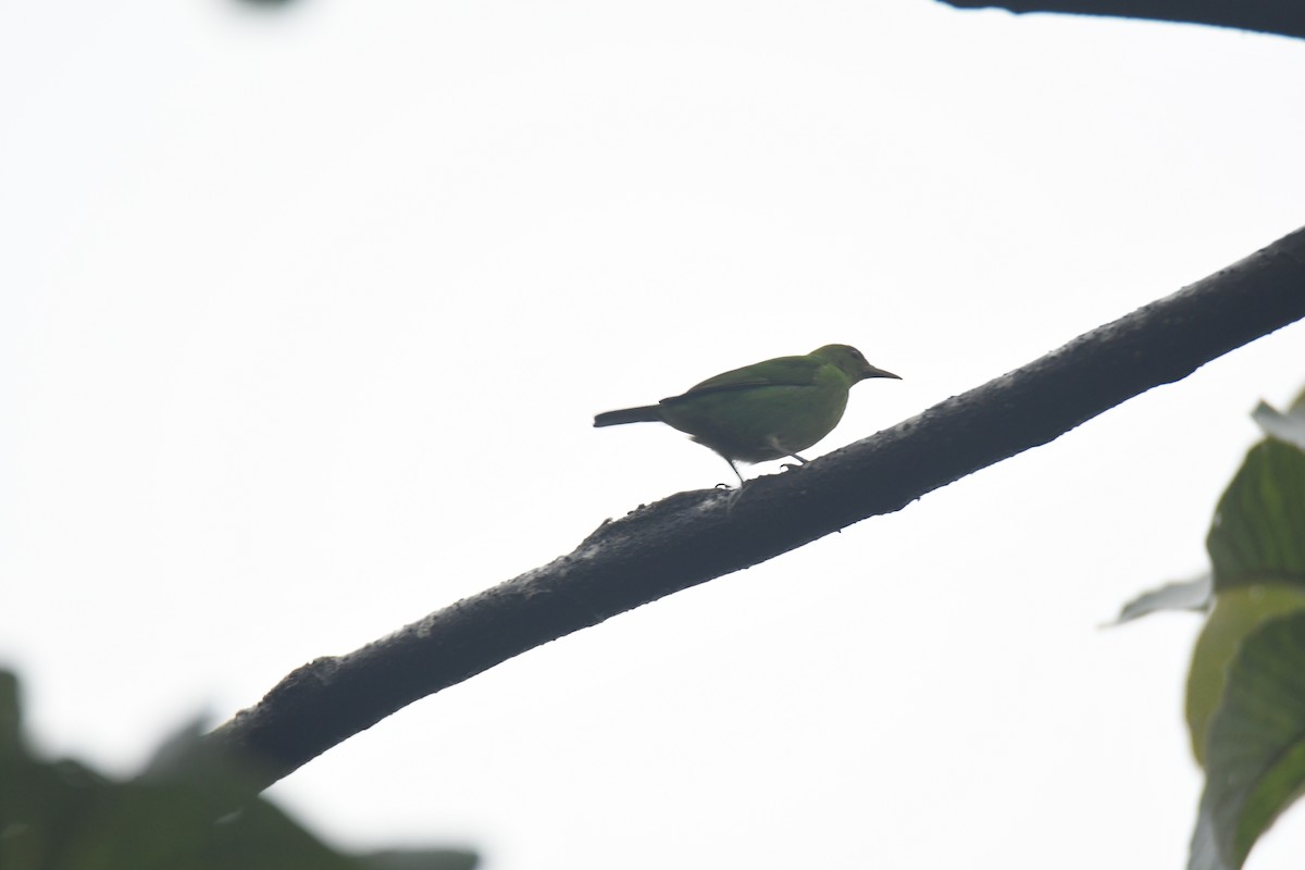 Green Honeycreeper - ML645443114