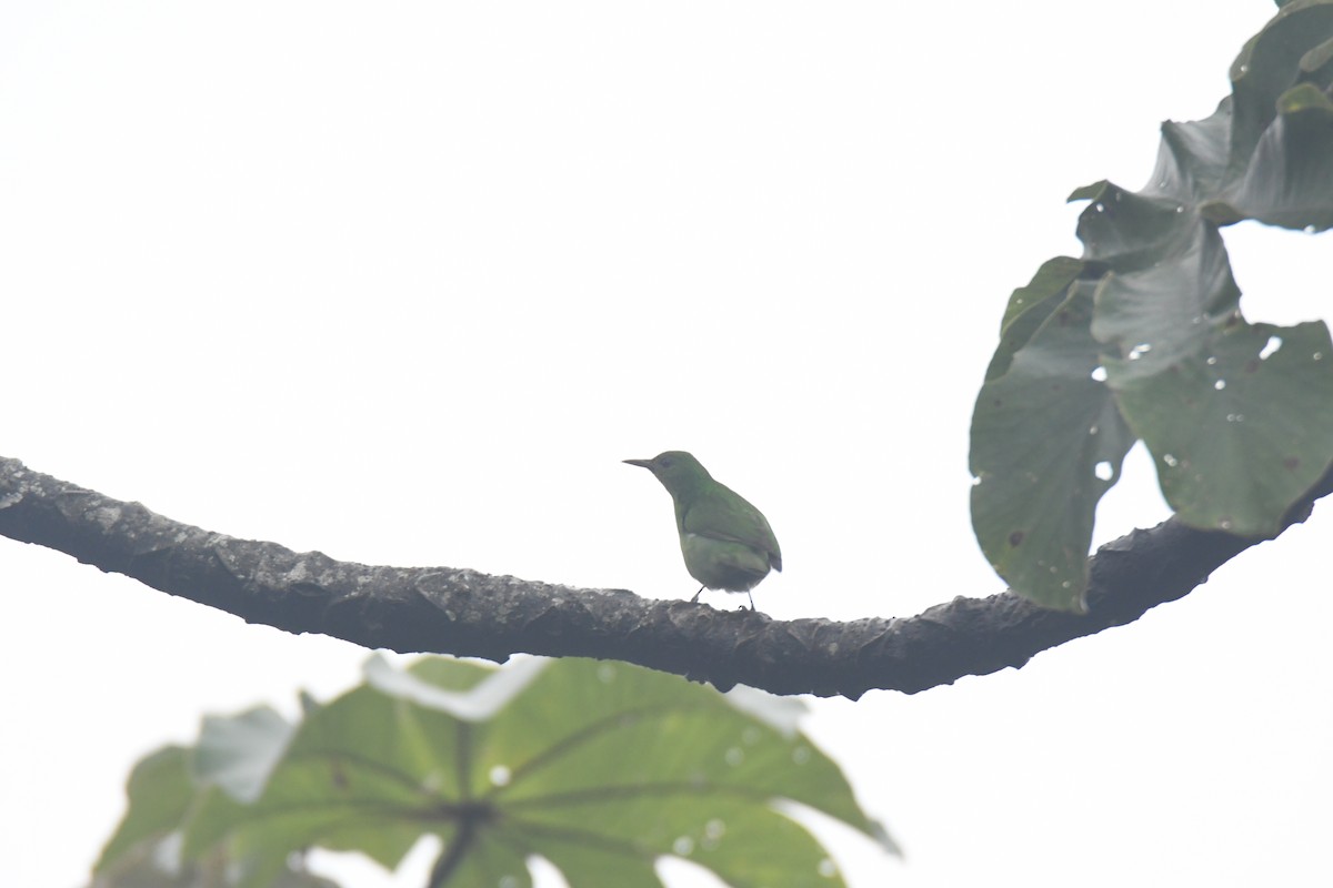 Green Honeycreeper - ML645443115