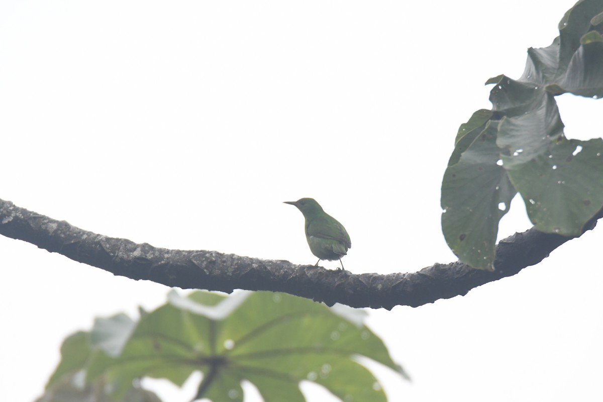 Green Honeycreeper - ML645443116